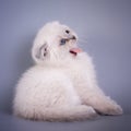 Scottish Fold small cute kitten blue colorpoint white Royalty Free Stock Photo
