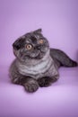 Scottish Fold small cute 4 monts kitten black smoke color Royalty Free Stock Photo