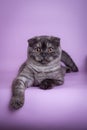 Scottish Fold small cute 4 monts kitten black smoke color Royalty Free Stock Photo