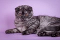 Scottish Fold small cute 4 monts kitten black smoke color Royalty Free Stock Photo