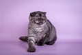 Scottish Fold small cute 4 monts kitten black smoke color Royalty Free Stock Photo