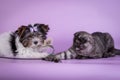 Scottish Fold and small dog small cute 4 monts kitten black smoke color Royalty Free Stock Photo