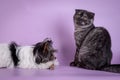 Scottish Fold and small dog small cute 4 monts kitten black smoke color Royalty Free Stock Photo