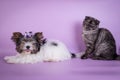 Scottish Fold and small dog small cute 4 monts kitten black smoke color Royalty Free Stock Photo