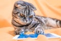 Scottish Fold smart cat playing in a smartphone Royalty Free Stock Photo