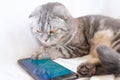 Scottish fold smart cat plays in the smartphone, lying on a white sheet. Royalty Free Stock Photo