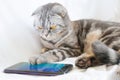 Scottish fold smart cat plays in the smartphone, lying on a white sheet. Royalty Free Stock Photo