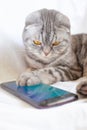 Scottish fold smart cat plays in the smartphone, lying on a white sheet. Royalty Free Stock Photo