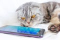 Scottish fold smart cat plays in the smartphone, lying on a white sheet. Royalty Free Stock Photo