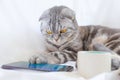 Scottish fold smart cat plays in the smartphone, lying on a white sheet.