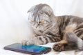 Scottish fold smart cat plays in the smartphone, lying on a white sheet.