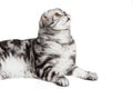 Scottish fold sort on white background Royalty Free Stock Photo