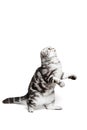 Scottish fold sort on white background Royalty Free Stock Photo