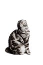 Scottish fold sort on white background Royalty Free Stock Photo