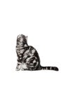 Scottish fold sort on white background Royalty Free Stock Photo