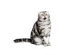 Scottish fold sort on white background Royalty Free Stock Photo