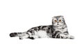 Scottish fold sort on white background Royalty Free Stock Photo