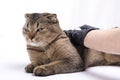 Scottish fold tabby cat visiting veterinarian . She was checking the health by the vet on table in examination room with Royalty Free Stock Photo