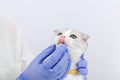 Scottish fold tabby kitten in the hands with blue medicial gloves. Medical veterinary visit. Animal treatment concept