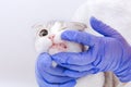 Scottish fold tabby kitten in the hands with blue medicial gloves. Medical veterinary visit. Animal treatment concept