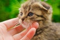 Scottish fold tabby kitten.Pets. striped kitten and child arms.hand stroking a kitten. Royalty Free Stock Photo