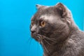 The Scottish Folded Cat looks interestedly with yellow eyes. Head on a blue background Royalty Free Stock Photo