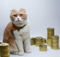 Scottish Four Cat with Canned foods for cats Royalty Free Stock Photo