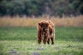 Scottish furry highland calf, an adorable brown cub cow captured in a scenic pasture Royalty Free Stock Photo