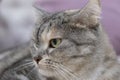 Scottish gray cat breed, the muzzle is close up, the concept of relaxation. Serious look. Close up Royalty Free Stock Photo