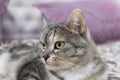 Beautiful grey Scottish cat close-up on the bed. the concept of relaxation. Serious look. Royalty Free Stock Photo
