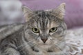 Scottish gray cat breed, the muzzle is close up, the concept of relaxation. Serious look. Close up Royalty Free Stock Photo