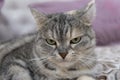 Scottish gray cat breed, the muzzle is close up, the concept of relaxation. Serious look. Close up Royalty Free Stock Photo