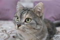 Scottish gray cat breed, the muzzle is close up, the concept of relaxation. Serious look. Close up Royalty Free Stock Photo