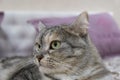 Scottish gray cat breed, the muzzle is close up, the concept of relaxation. Serious look. Close up Royalty Free Stock Photo