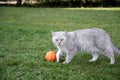 Scottish gray kitten next to a basketball ball on the lawn, the pet plays ball