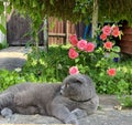 A Scottish grey lop-eared cat