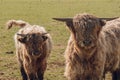 Scottish hairy bulls and cows close-up grazing in a paddock and chewing grass.Bighorned hairy red bulls and cows Royalty Free Stock Photo