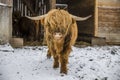 Scottish hairy coo cow