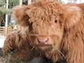 Scottish Highland Baby Cow