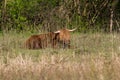 Scottish highland beef sitting in grassland Royalty Free Stock Photo