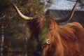 Scottish Highland bull autumnal portrait Royalty Free Stock Photo