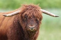 Scottish highland bull Royalty Free Stock Photo