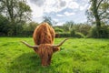 Scottish Highland bull eating grass in the field Royalty Free Stock Photo