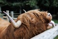 Scottish Highland Bull in farm. The Highland is a Scottish breed of rustic cattle. It originated in the Scottish Highlands and the