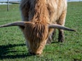 A scottish highland bull grazing in a meadow in Switzerland - 5 Royalty Free Stock Photo