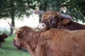 Scottish highland bull leaning on a Scottish highland cow Royalty Free Stock Photo