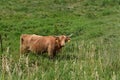 Scottish Highland bull Royalty Free Stock Photo