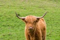 Scottish Highland Bull Royalty Free Stock Photo