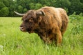 Scottish Highland Bull