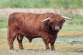 Scottish highland bull Royalty Free Stock Photo